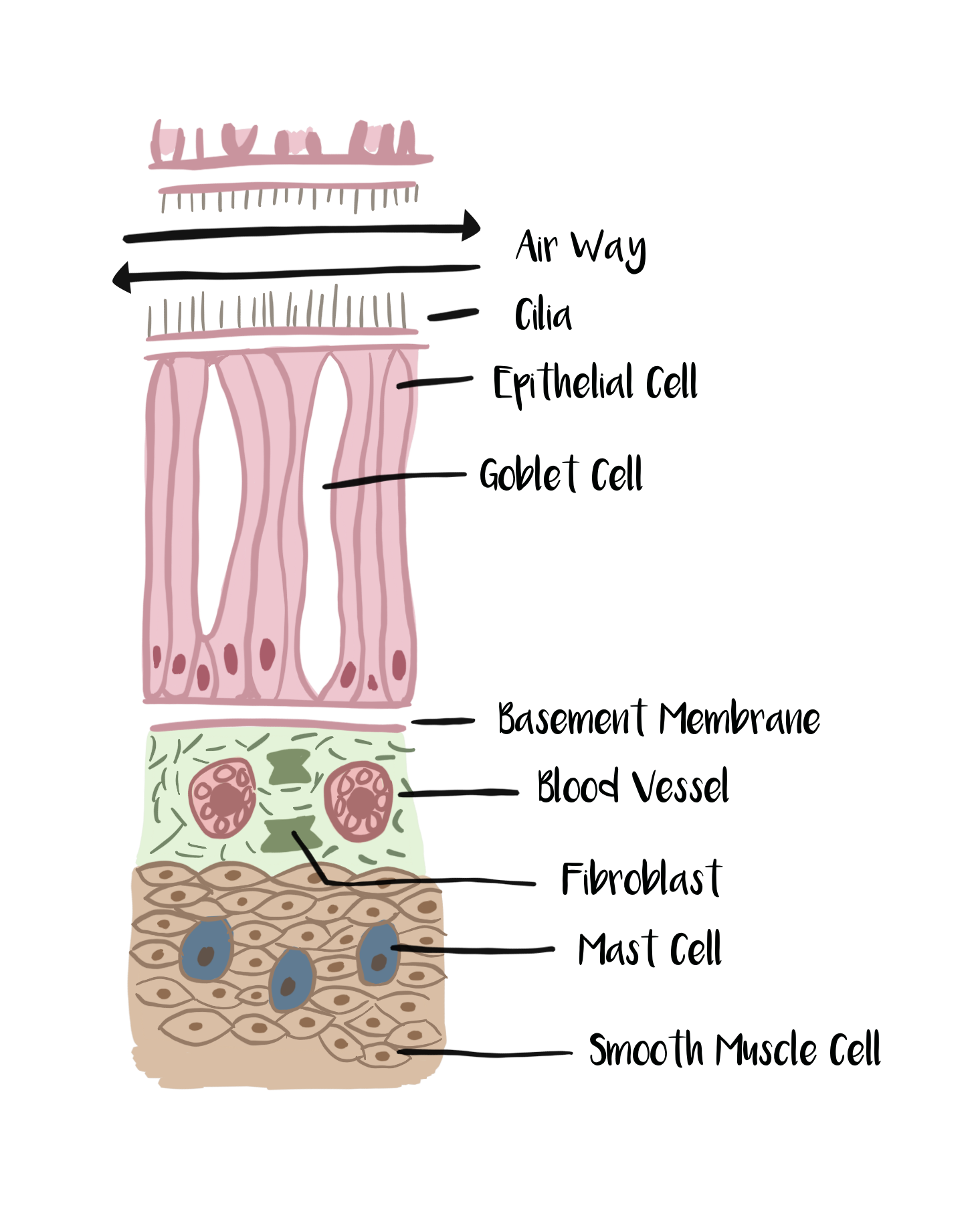 Smooth Muscle Anatomy - Anatomy Diagram Book