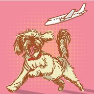 a small fluffy dog leaps to catch an airplane