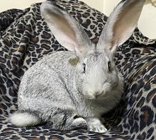 giant Flemish rabbit sitting on a blanket