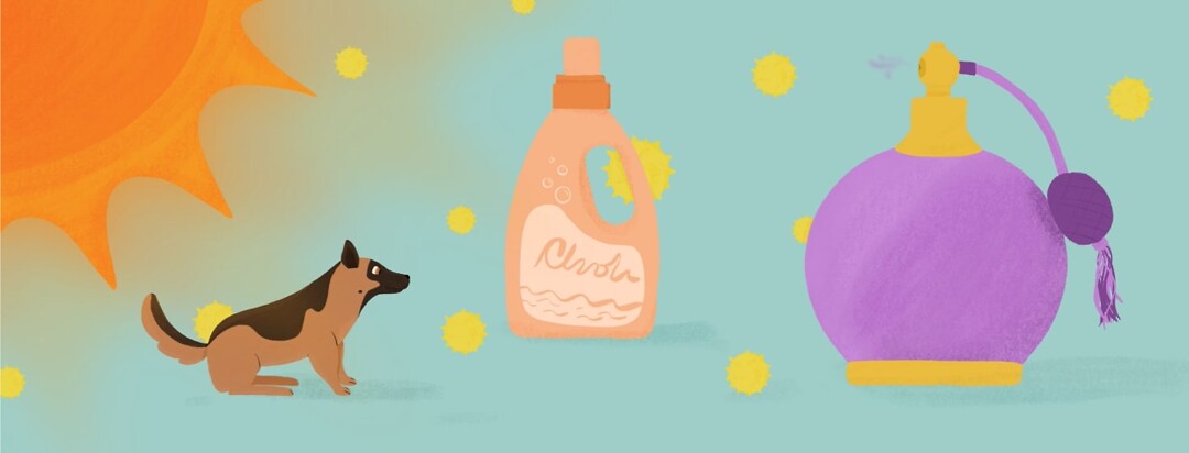a sun, dog, pollen, detergent soap, and perfume