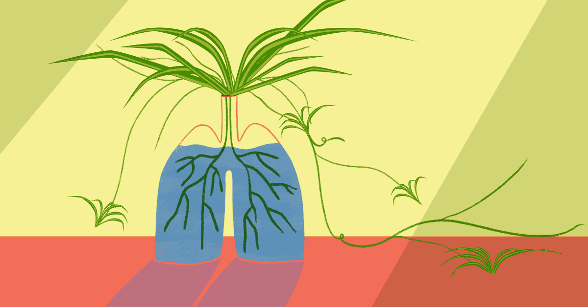 MustHave Indoor Plants for Asthma Sufferers