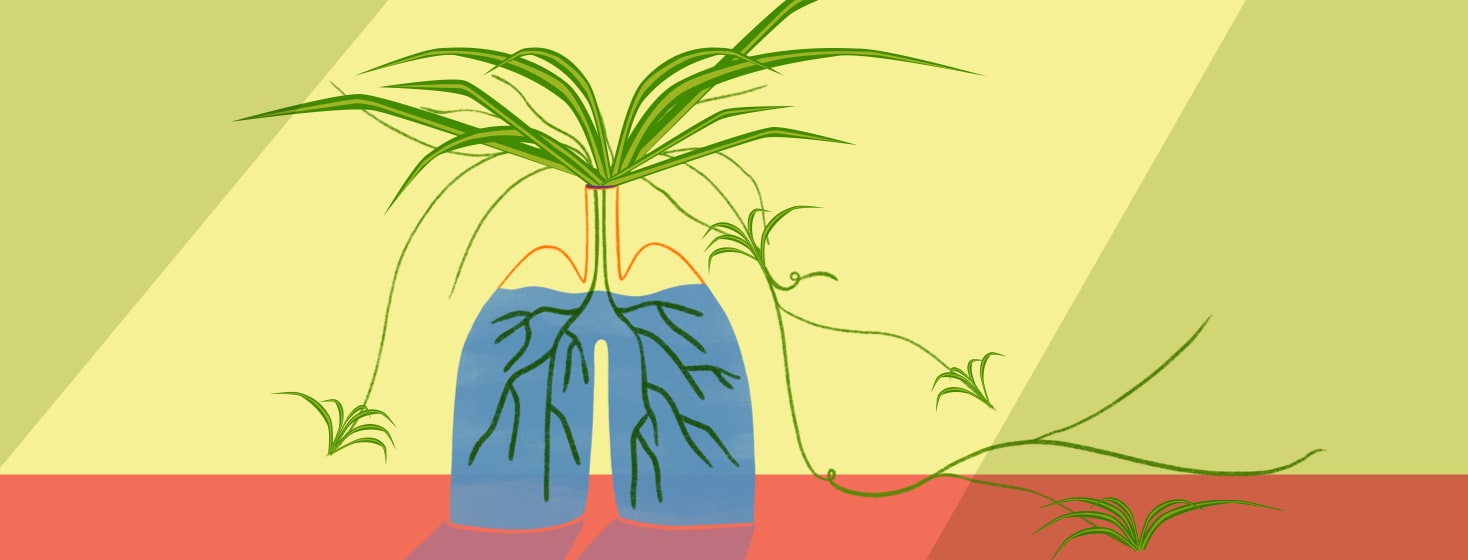 A lung shaped vase holding a spider plant.