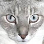 animallover's avatar image